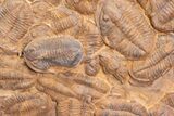 Foot Plate Of Large Asaphid Trilobites - Spectacular Display #133241-1